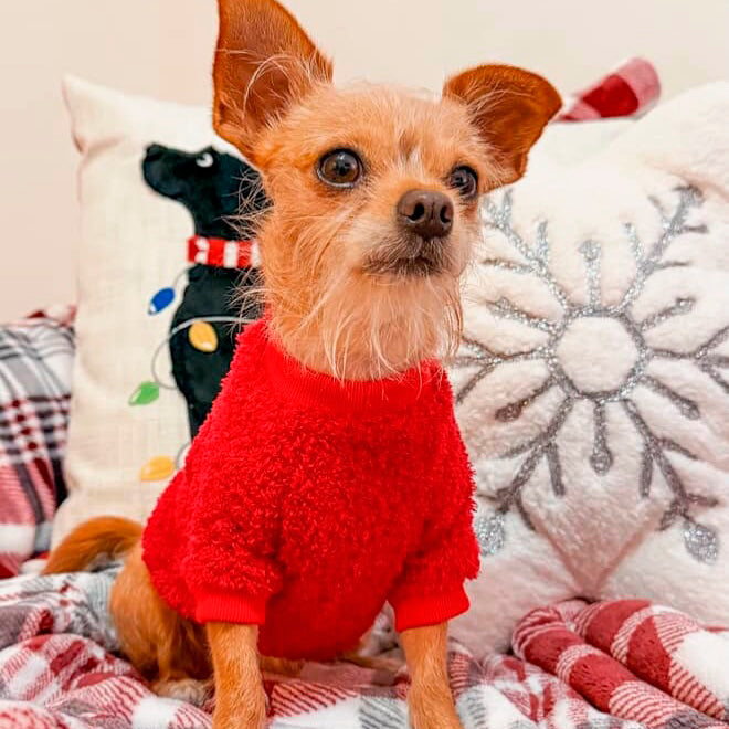 Red Teddy Sweater
